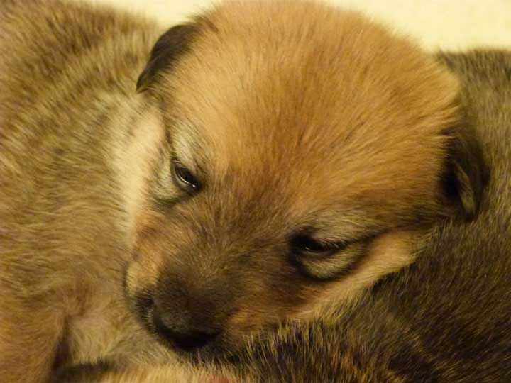 chinook dog